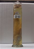 藏品(日本馬頭魚)的圖片